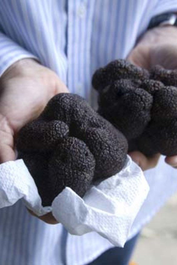 Growth phase: Australia's truffle industry is growing by about 30 per cent each year.