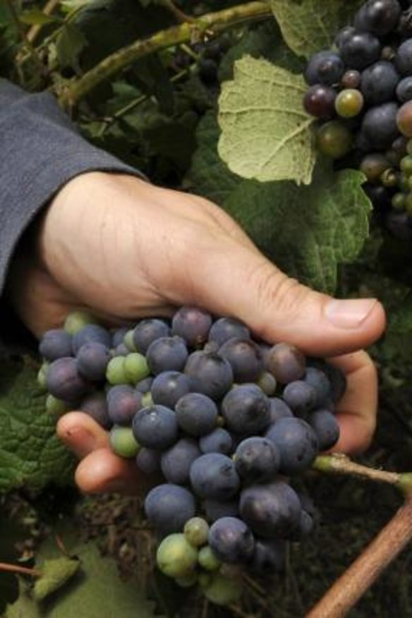 Pinot grapes tend to have low yields.