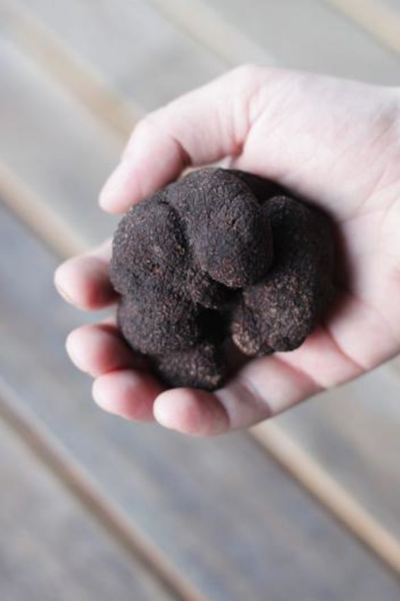 Black gold: At $2.50 a gram, truffles are a luxury item.