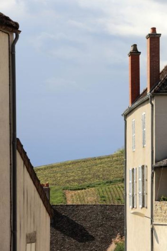 A vineyard on the hills of Burgundy, France.