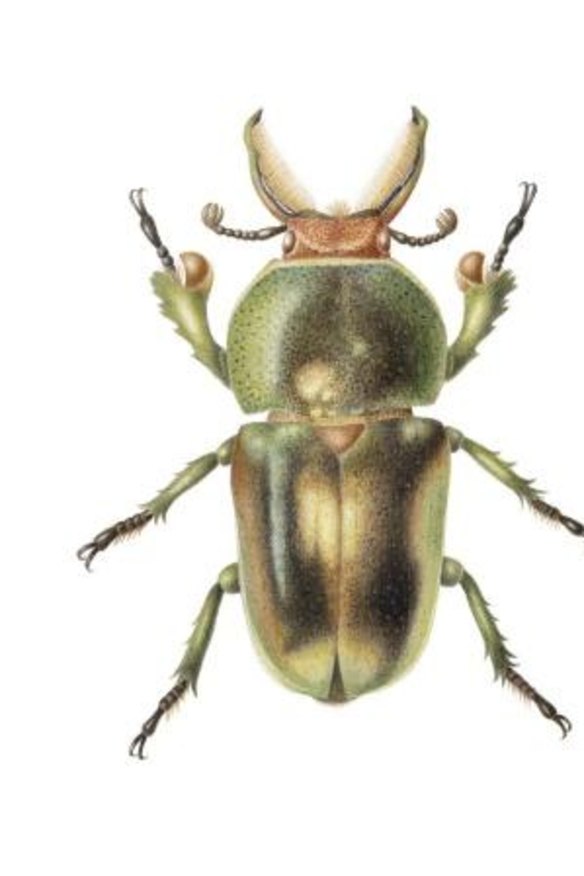 Golden green stag beetle painted in watercolour by Cheryl Hodges of Jerrabomberra.