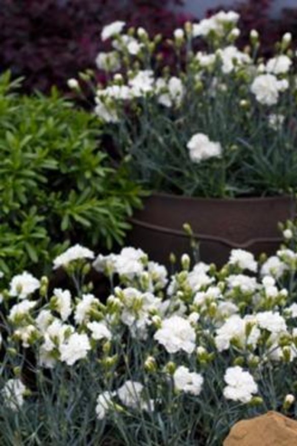 Good cause: From each Dianthus 'Memories' plant sold, $1 will go towards Alzheimer's disease research.