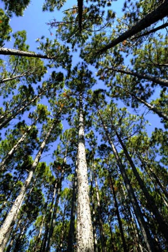 Sacking tree scientists wastes huge expertise