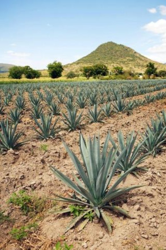 Agave plants in Mexico waiting to be harvested for drinking pleasure.