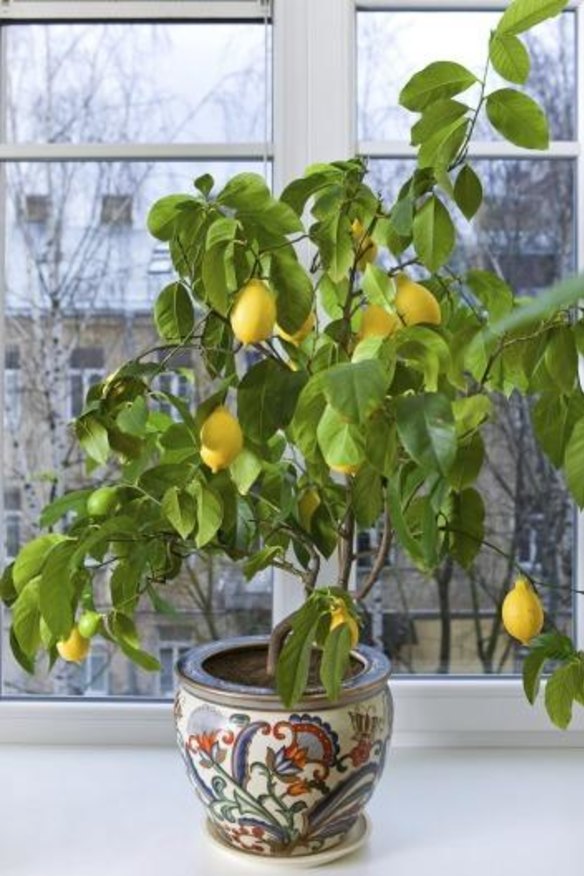 Frost-free: Pots give you and your favourite citrus plants a chance to get through winter.