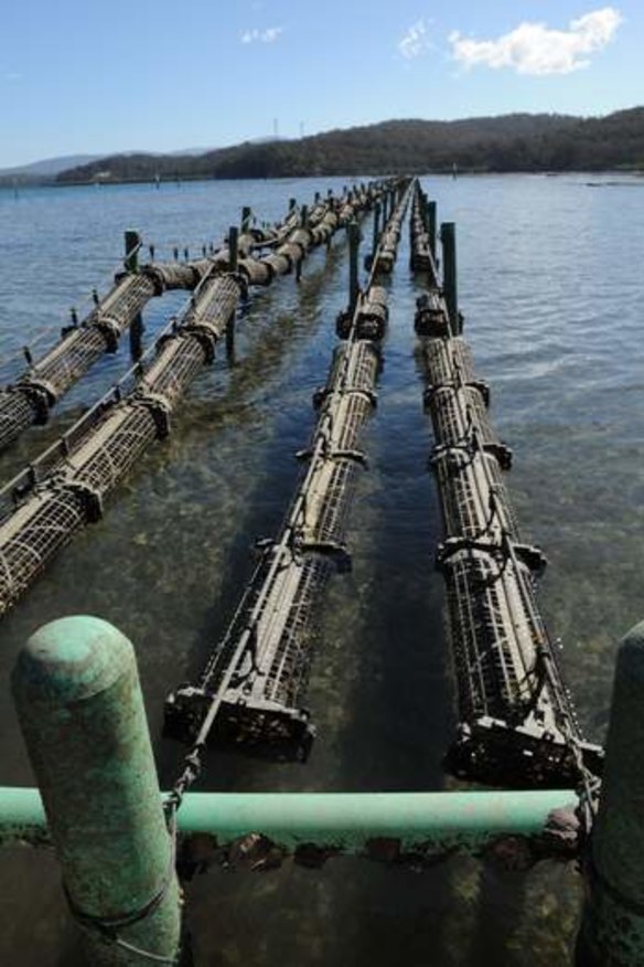 The basket system for growing oysters at Ewan McAsh's Moonlight lease at the entrance to the Clyde River.