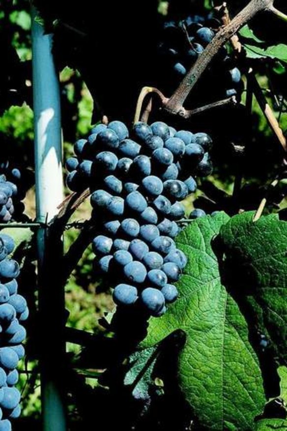 Barbera grapes are becoming more popular.