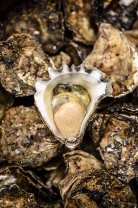 Fat, meaty and luscious: Wapengo Rocks oysters.