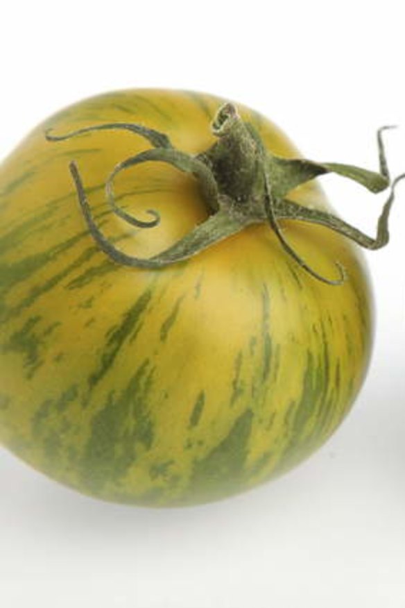 Green Zebra tomato.