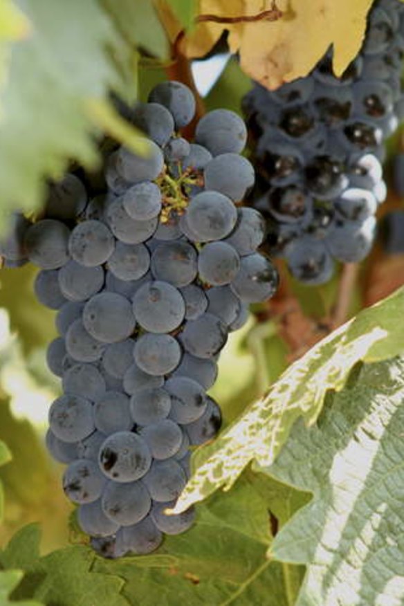 Tempranillo Grapes should suit our climate like a glove, but we've been slow to make it work.