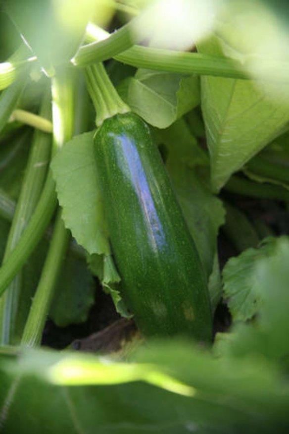 Zucchinis could be powering along now.