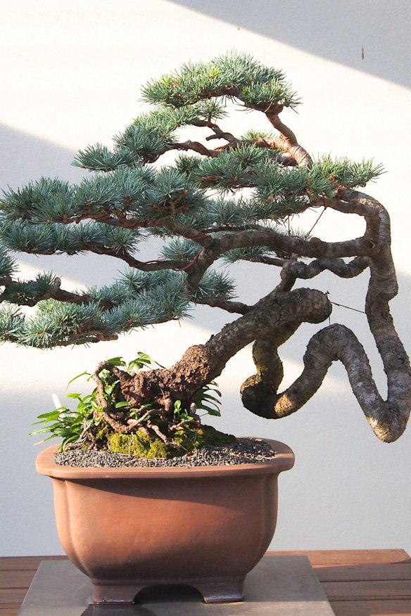 japanischer blauregen standort Japanischer Blauregen 'Rosea' - Wisteria sinensis Rosea main image 1