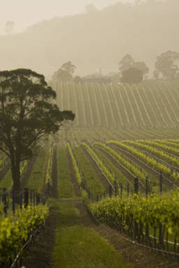Wines, food and beautiful scenery ... Yarra Valley is known for all three. Pictured are vines from the De Bortoli winery.