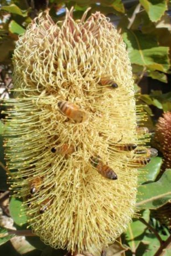 Bees on a banksia robur.