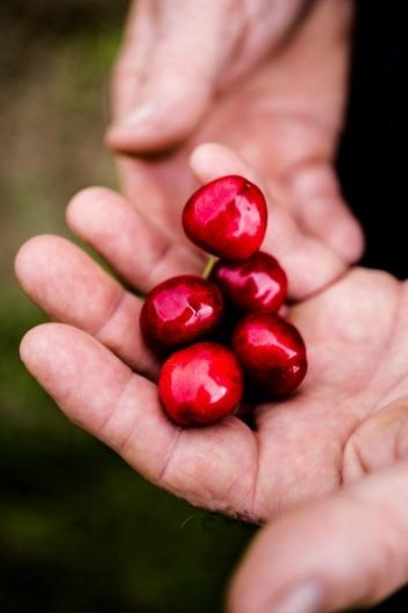 Hands-on: A handful of Red Hill cherries.