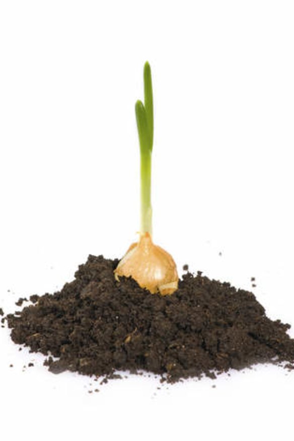 You can plant around 60 onion plants in one square metre of garden.