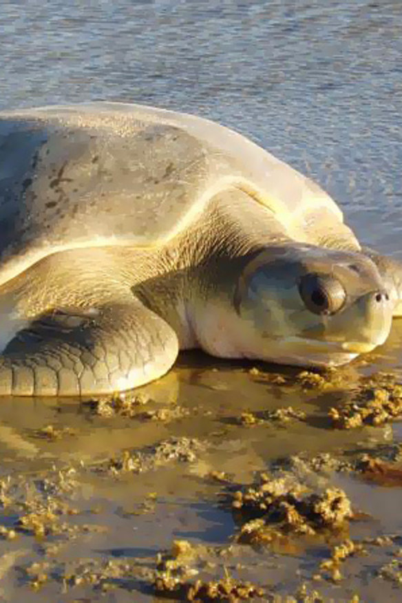 The plain Jane Flatback turtle