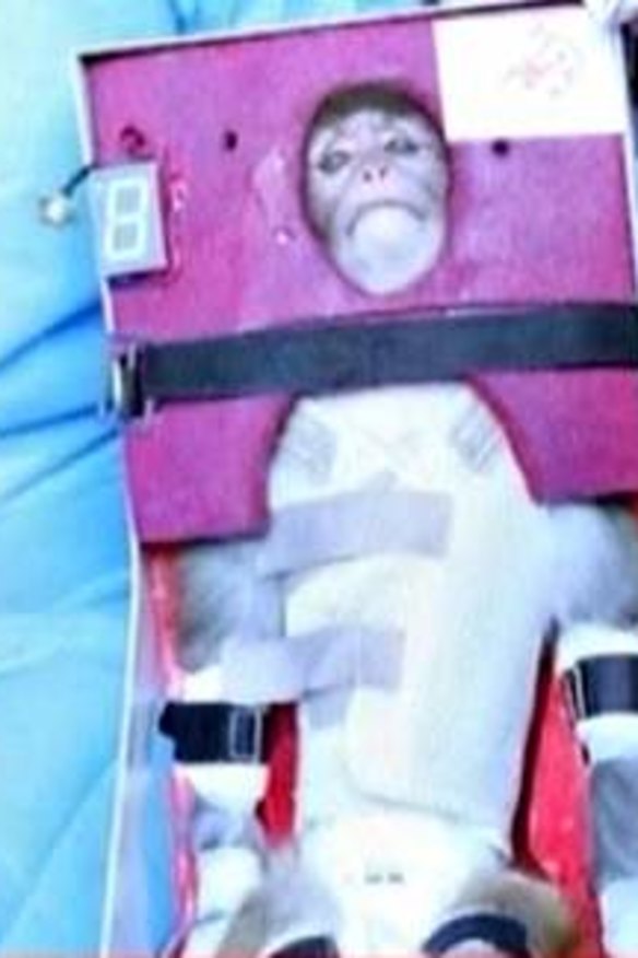 A still image from an undated video footage by Iran's state-run English language Press TV shows a monkey that was launched into space. Iran said on Monday it had launched the live monkey into space, seeking to show off missile delivery systems that are alarming to the West given Tehran's parallel advances in nuclear technology.