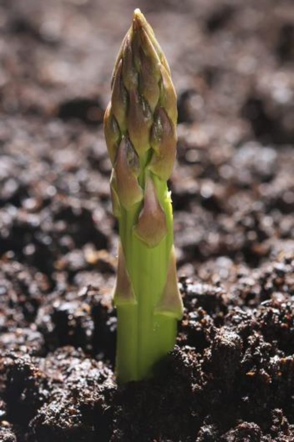 Spring delight: Asparagus is sprouting in the markets.