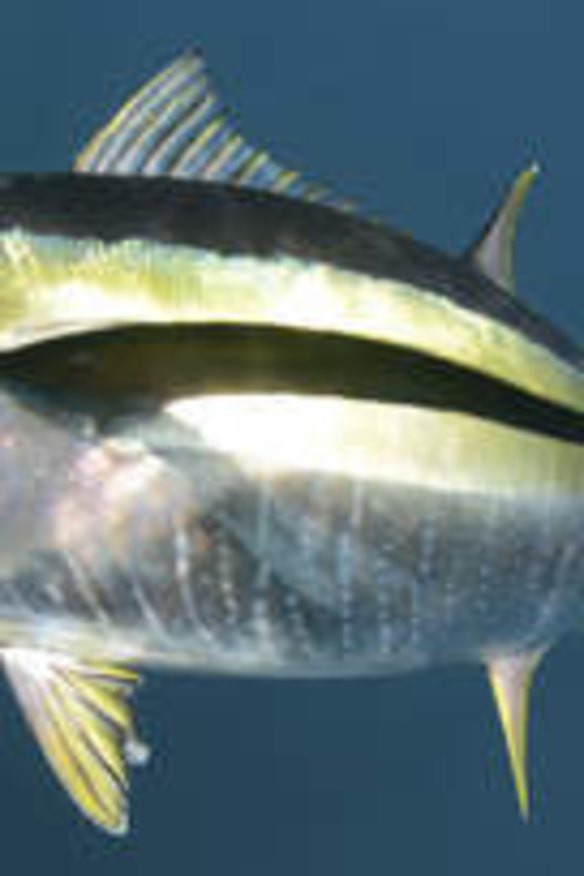 Fresh yellowfin tuna make for perfect smoking.