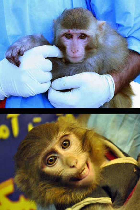 Above left, the 'archive' image; and, above right, after flight (or surgery).