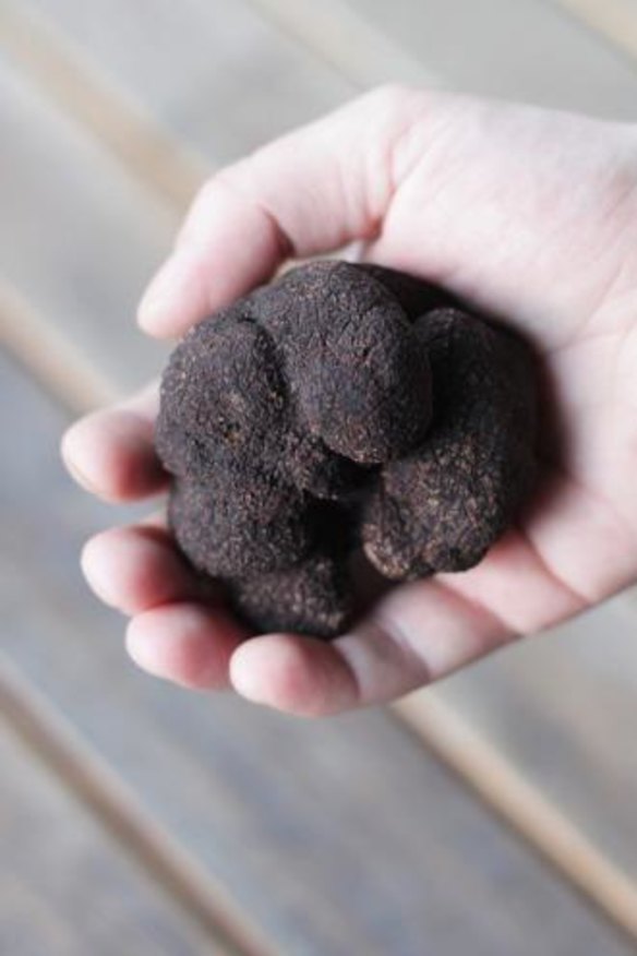 Truffles from all over the country will be sold.