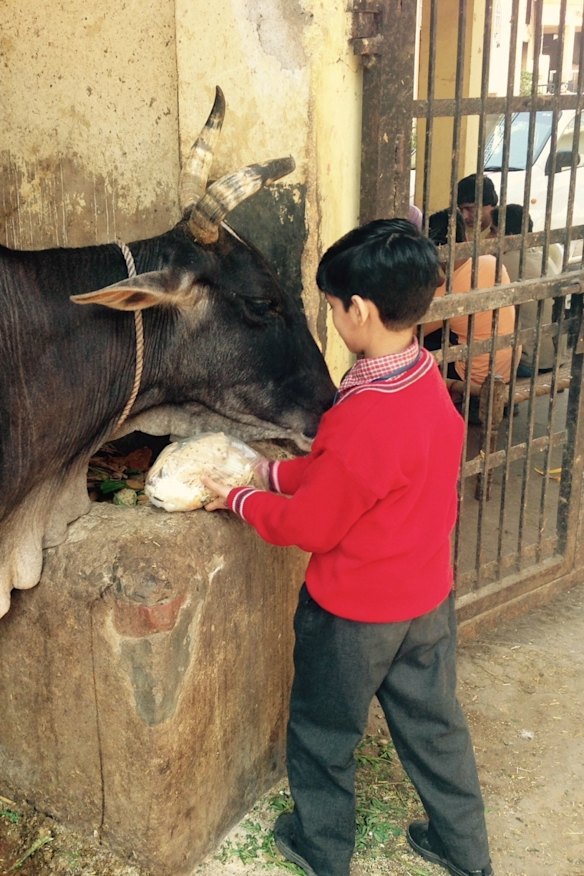 A cow shelter in east Delhi that provides care for about 5000 retired dairy cows. The cows remain here until they die of natural causes.