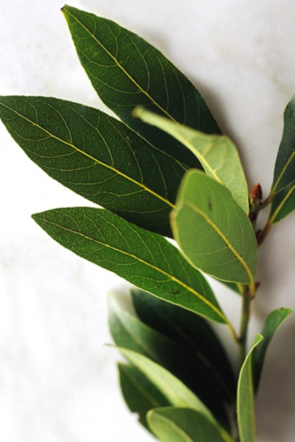 Bay leaves: grow your own.