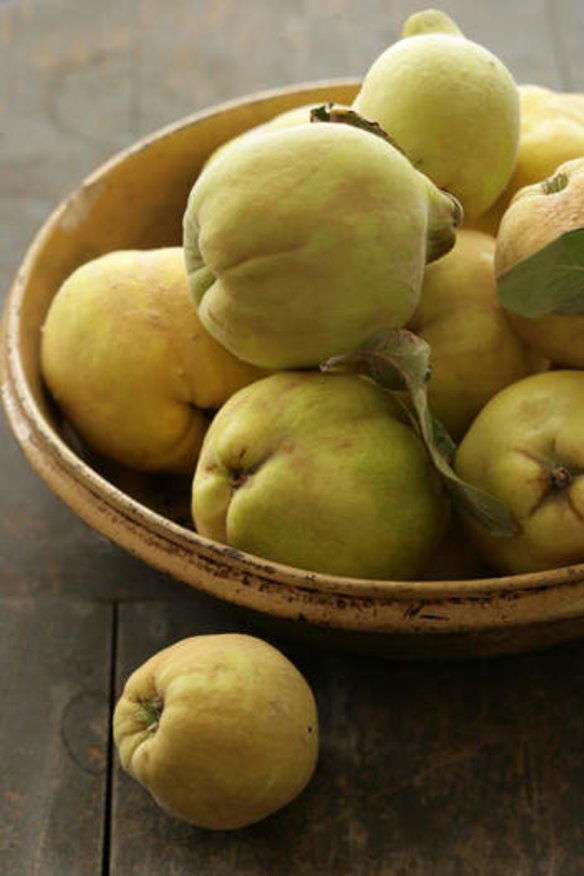 Quinces: Now ripe and fragrant.