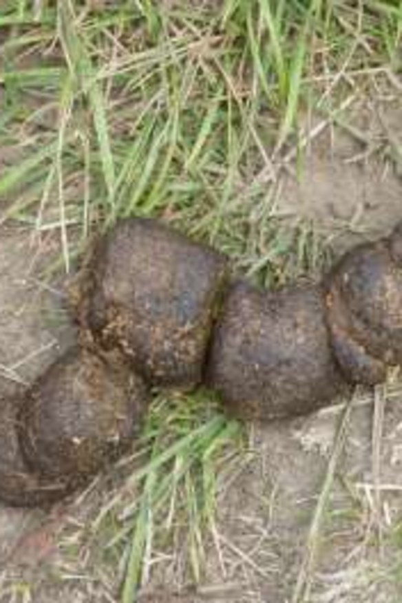 Wombat Trail