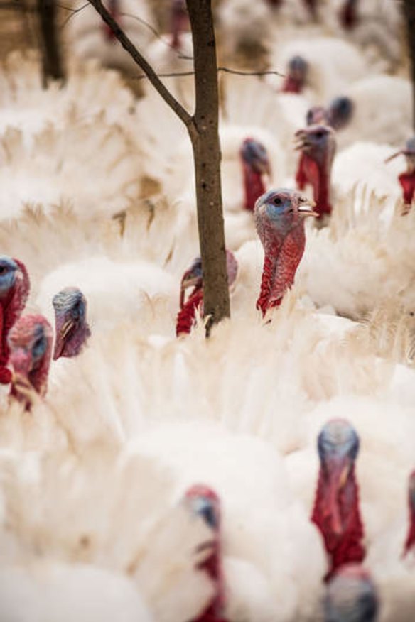 Daryle Deutscher's turkeys are raised outdoors without prophylactic antibiotics.