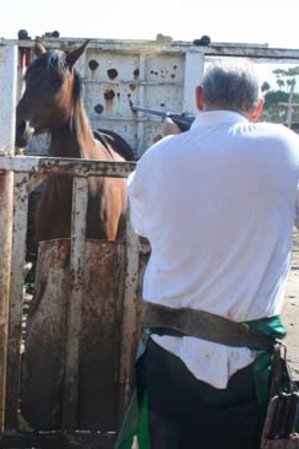 "Wastage" ... up to 10,000 racehorses are slaughtered every year.