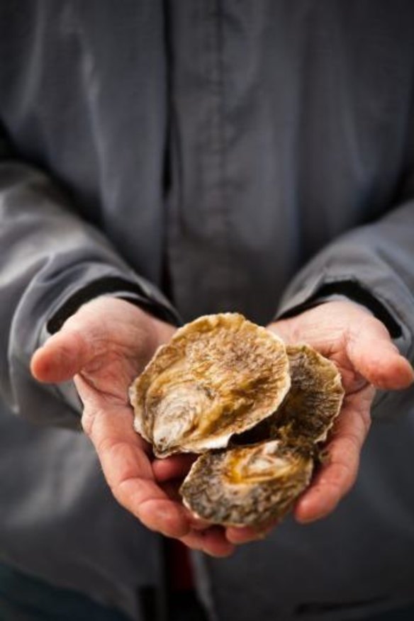 Angasi oysters.