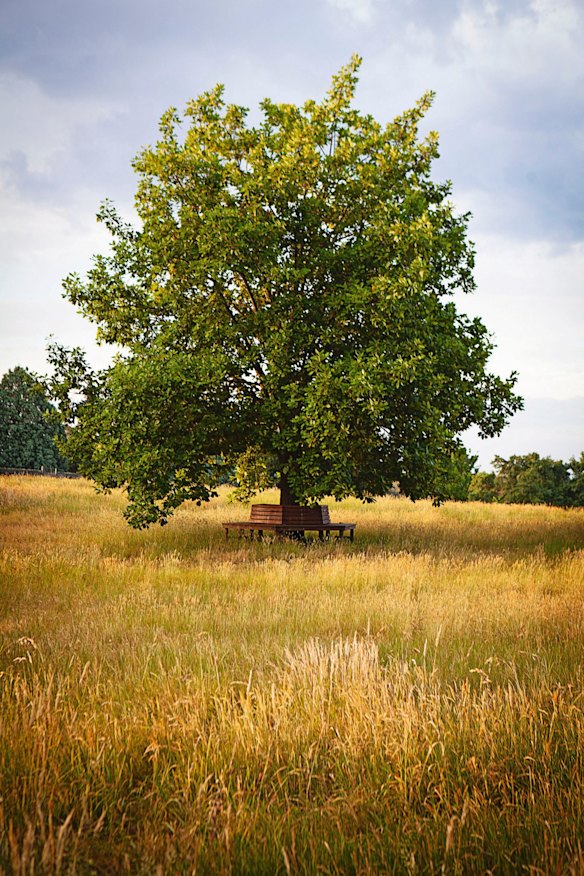 Long-term vision: This oak tree was grown from an acorn at Cruden Farm.