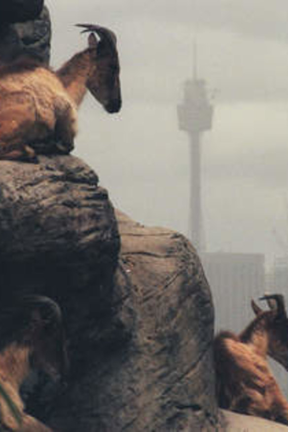 Part of the process: Mountain goats at Taronga Zoo.