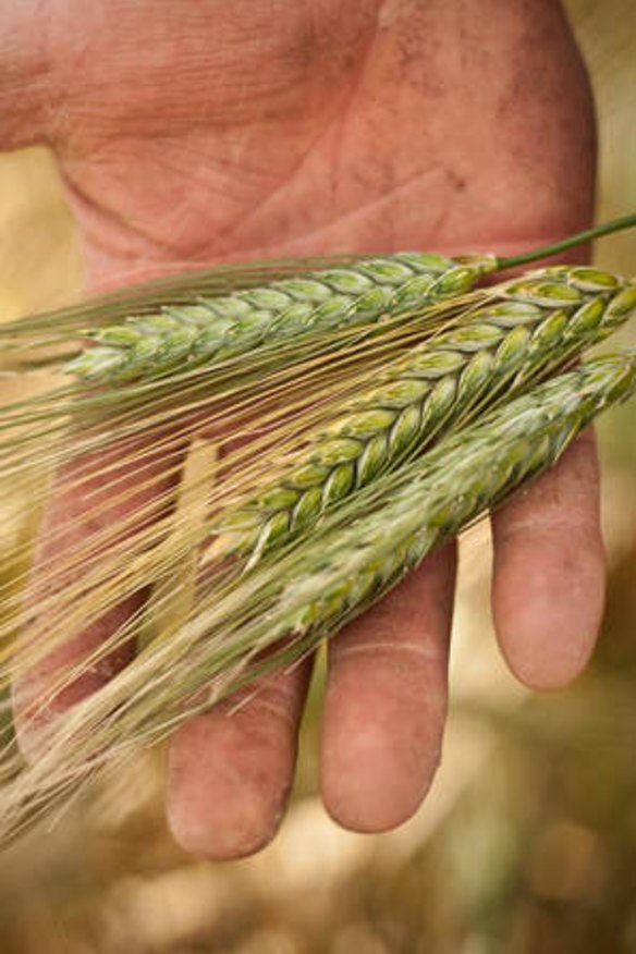What is the difference between farro, spelt and freekeh?