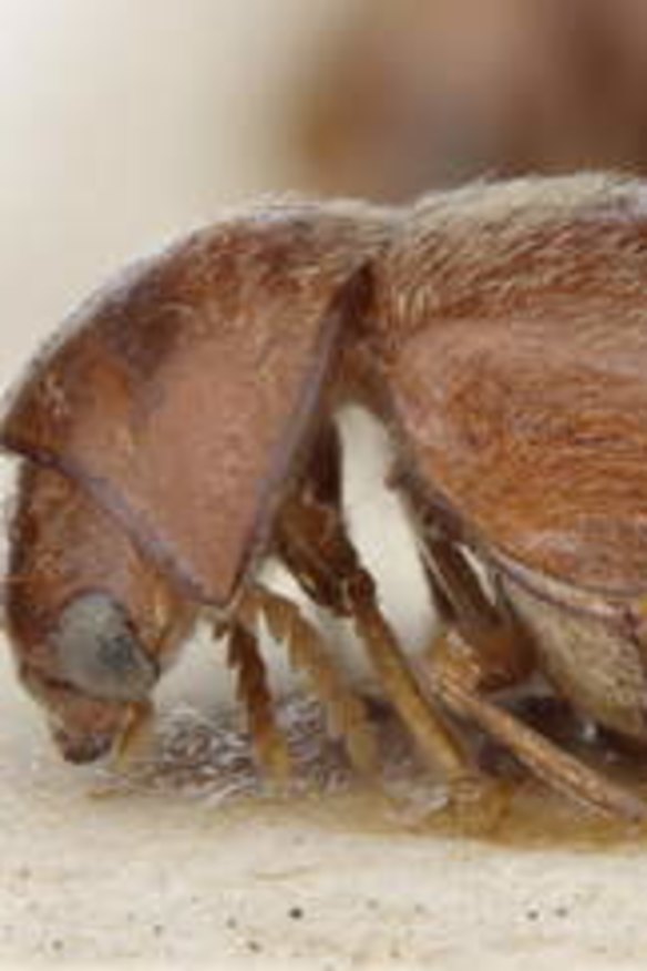 The cigarette beetle, or Lasioderma serricorne.