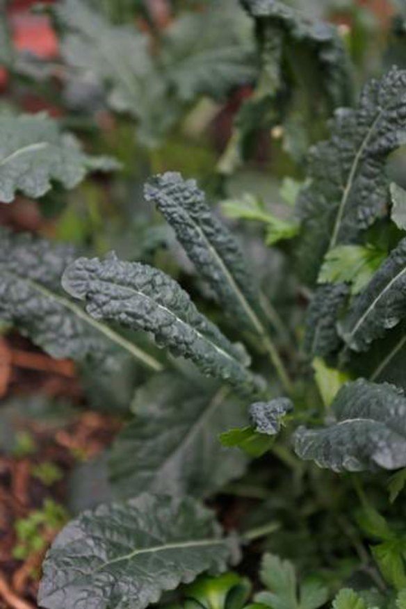 Kale can even be grown now.