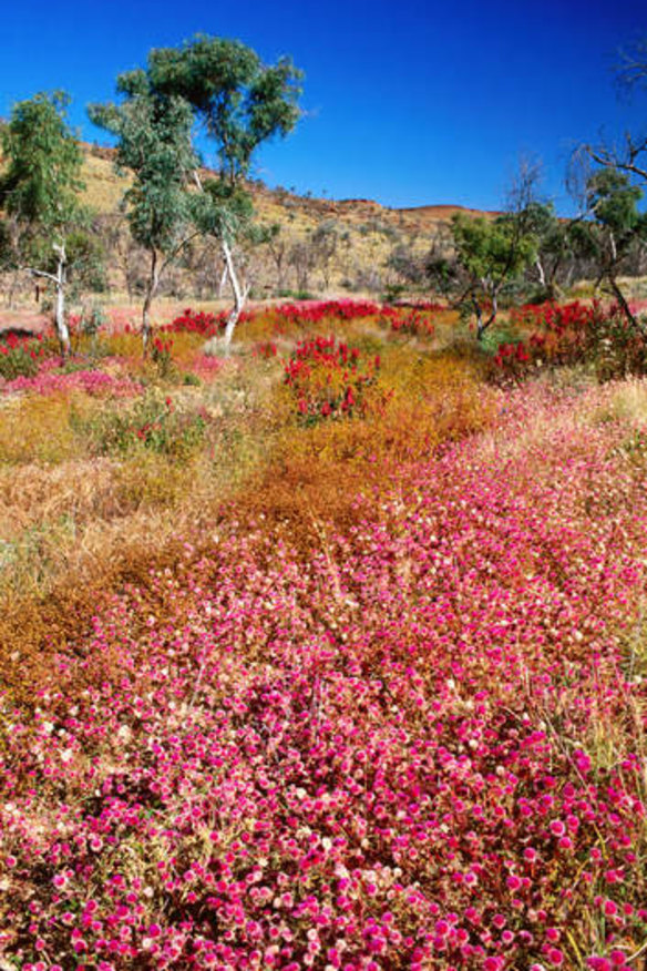 Bloom with a view … native wildflowers in WA.