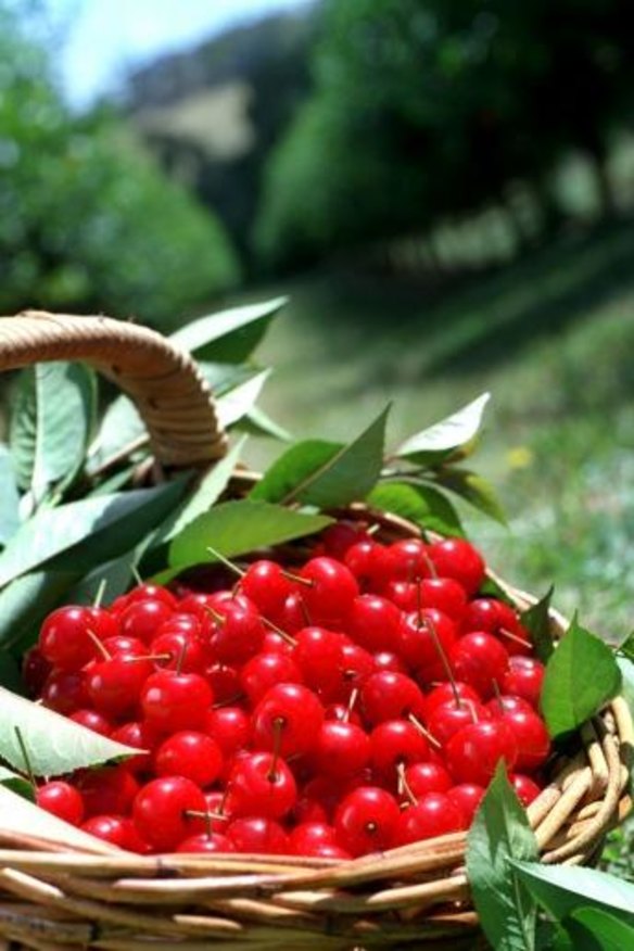 Visit the Mornington Peninsula and pick cherries in Red Hill.