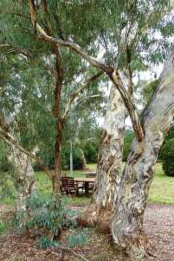 Timeless Trees