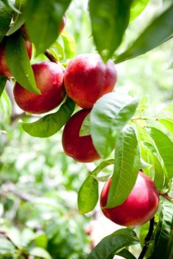 Cedar Creek Orchard: Pick your own nectarines. 