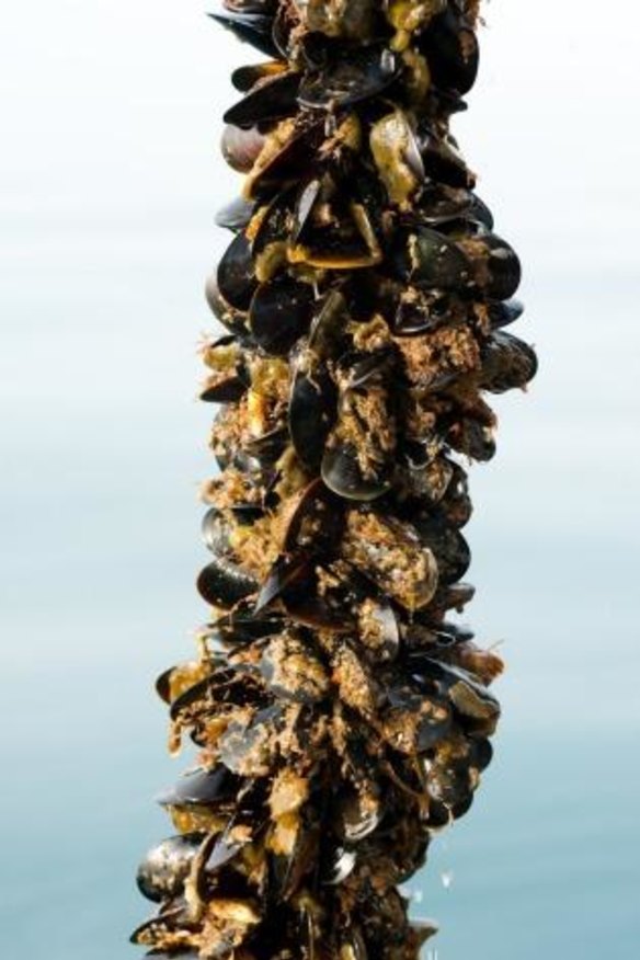 A line of Sea Bounty mussels from Portarlington, Victoria.