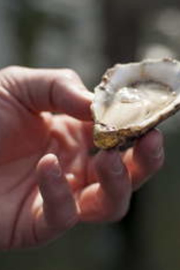 A freshly opened oyster held by Ewan McAsh.