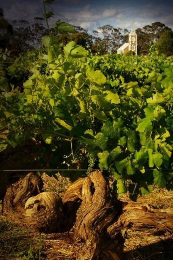 The 150-year-old vines are  responsible for Henschke’s Hill of Grace shiraz.
