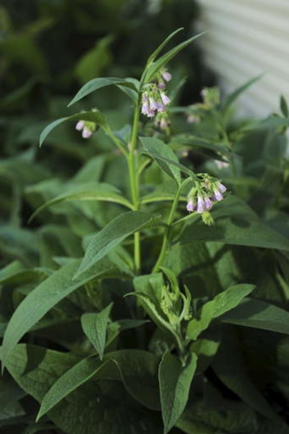 A Comfrey plant in flower at the Canberra Environment Centre, Acton.