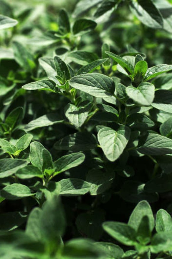 Plant out basil and winter savory seeds early in the spring.