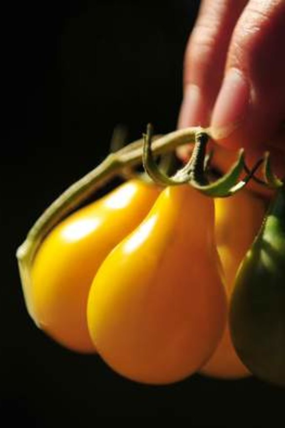 Virginia Meager's yellow pear tomatoes.