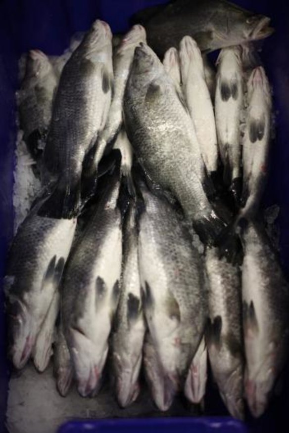 Fresh fish on offer at Clamms Seafood.