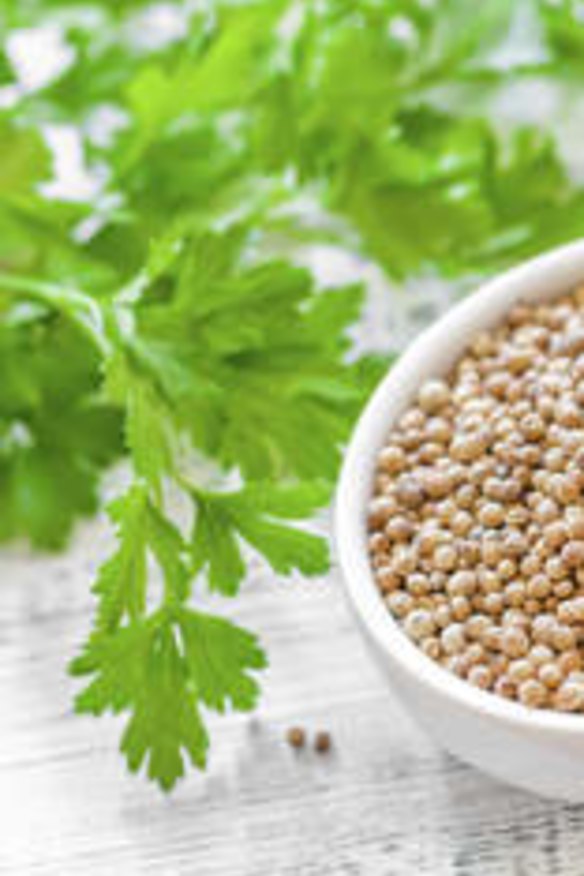 Flexible: Coriander seeds have many uses.